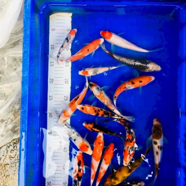 Nano2 lengkap 17Buntut