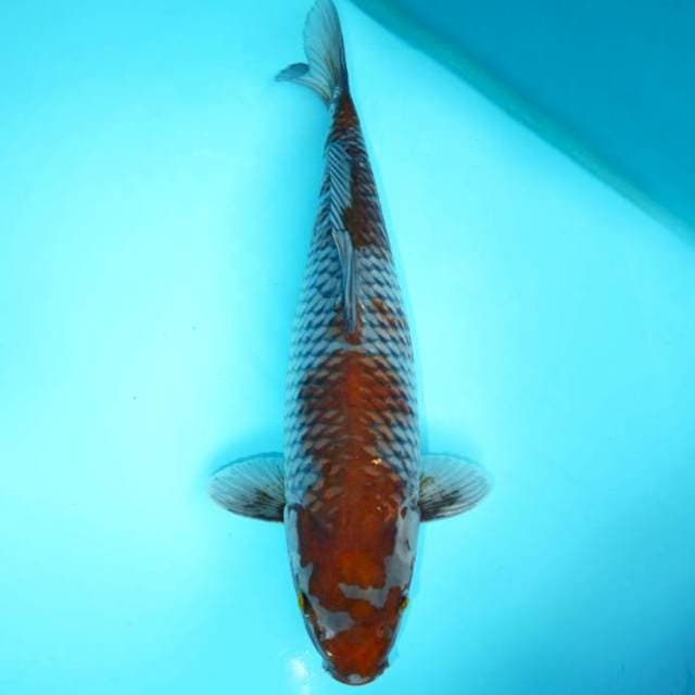 OCHIBA SHIGURE F1 48 CM