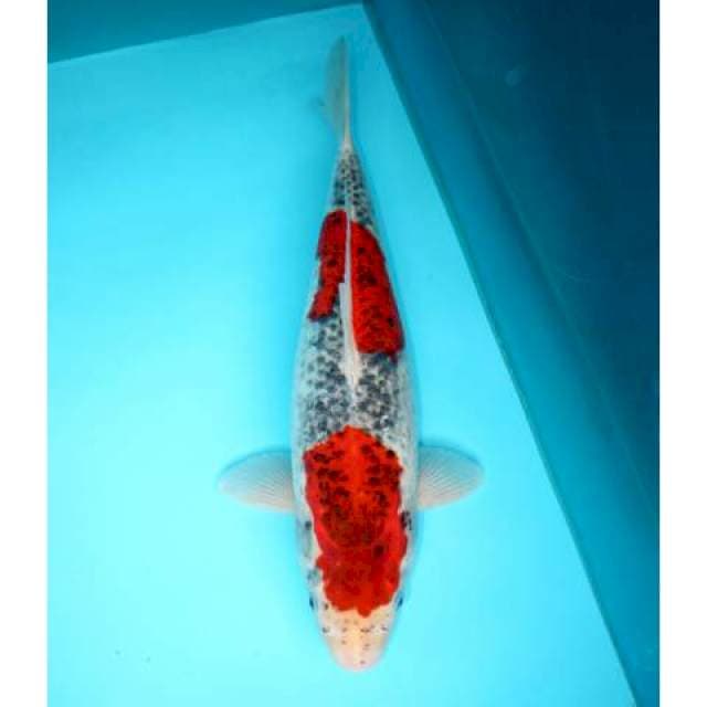 GOSHIKI F1 46 CM