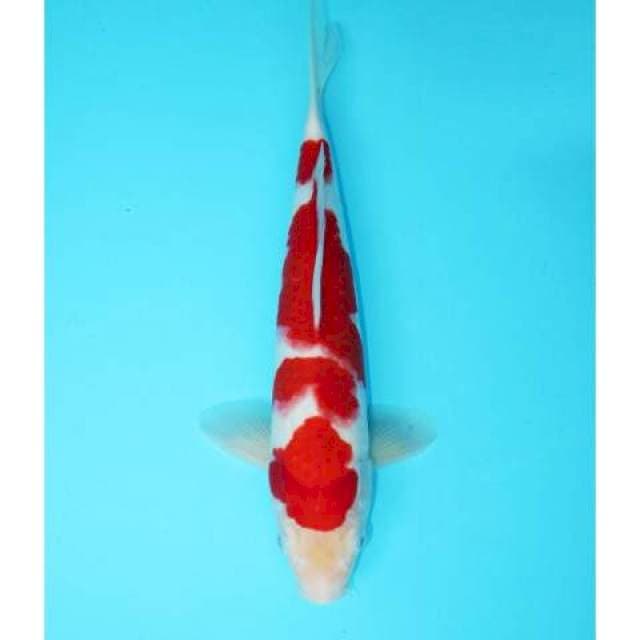 KOHAKU MERAH 32 CM