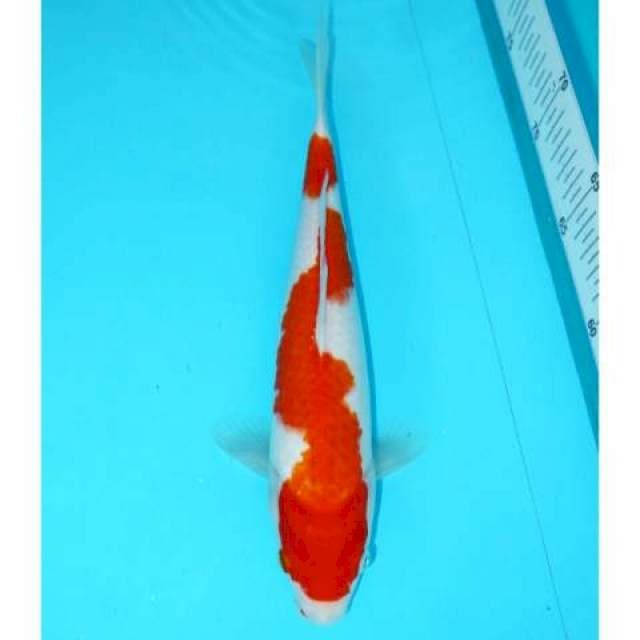 INAZUMA KOHAKU 27 CM