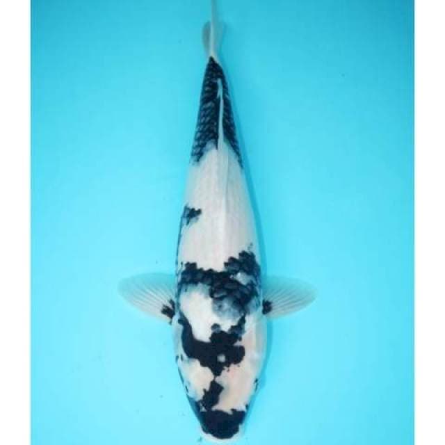 SHIRO PROSPEK GOOD SIROJI 42 CM