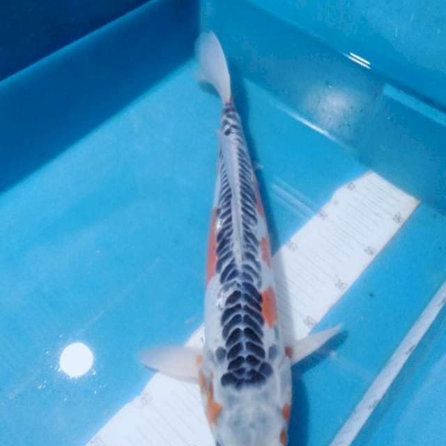 Shusui..47cm