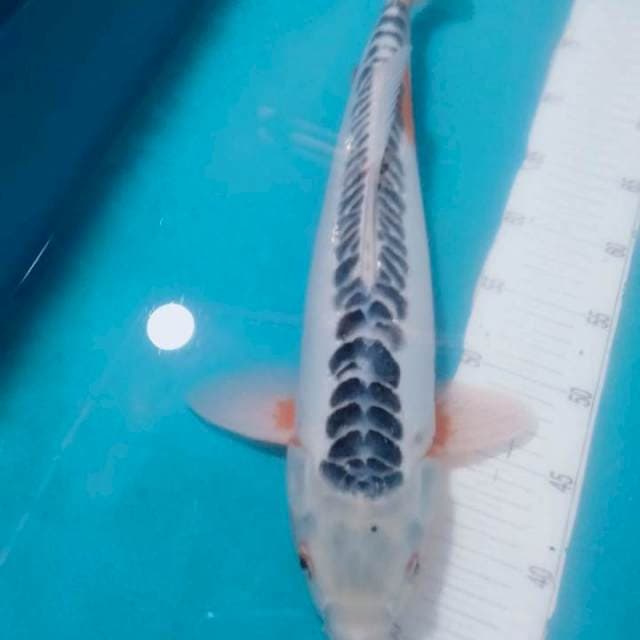 Shusui.46cm