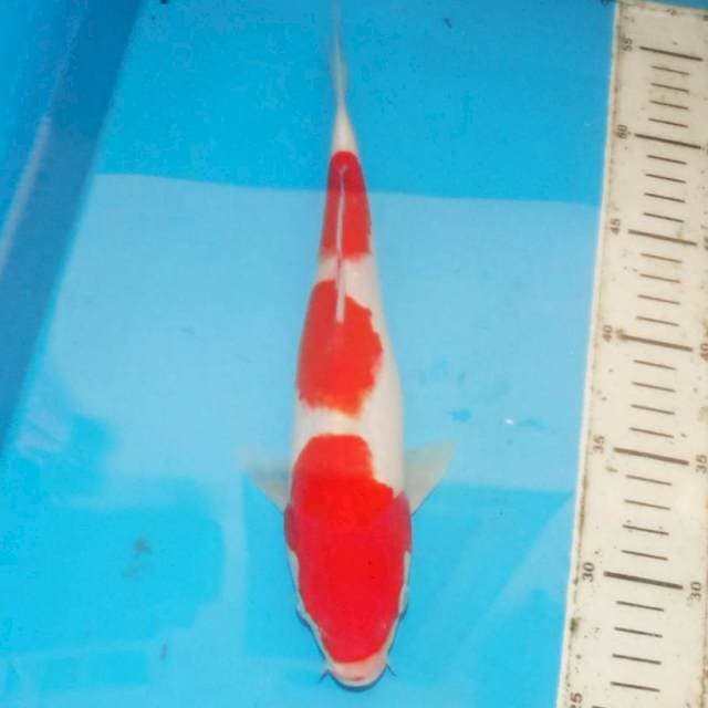 SANDAIME KOHAKU