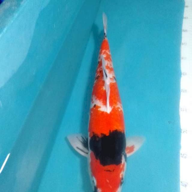 Showa..44cm