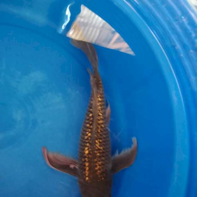 Kumpay cagoi