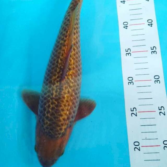 # chagoi 35cm #