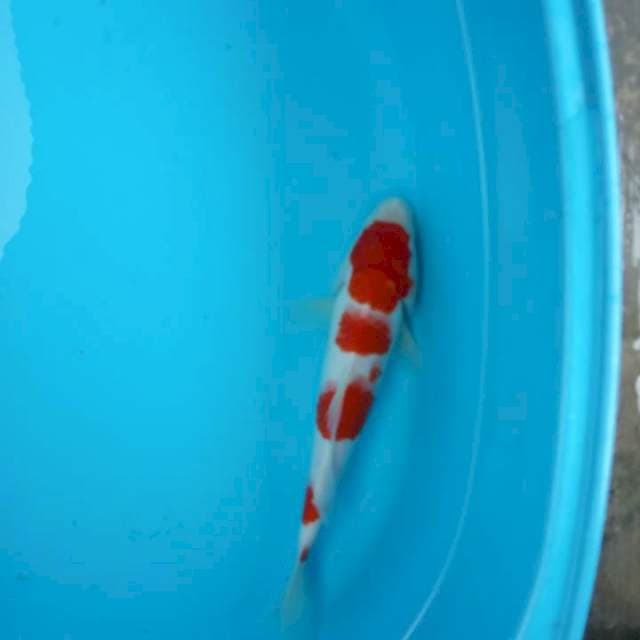 KOHAKU CLN