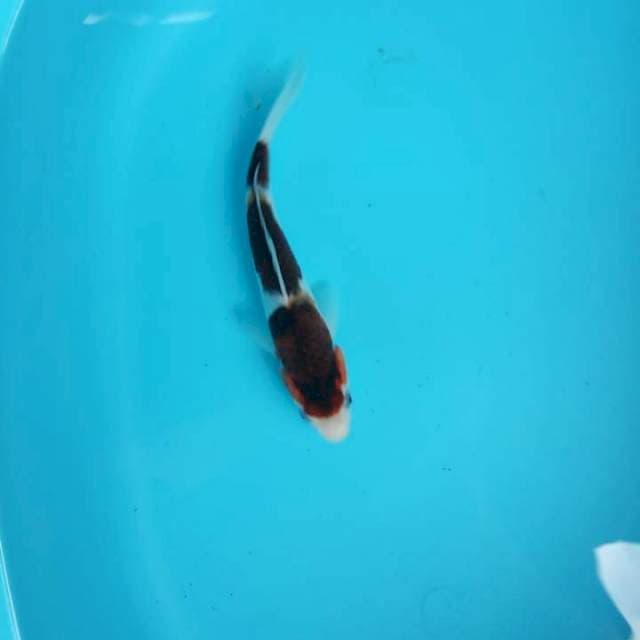 Goromo