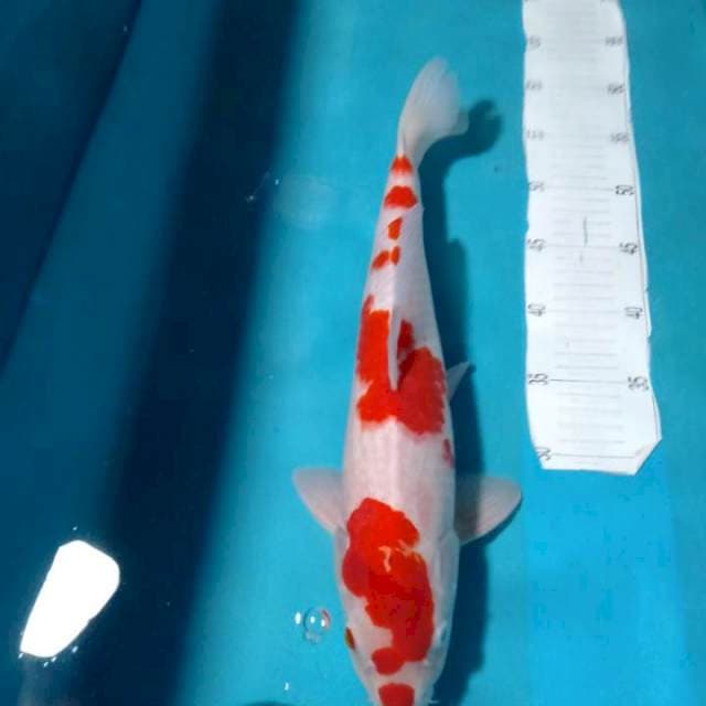 KOHAKU..MALE 43CM