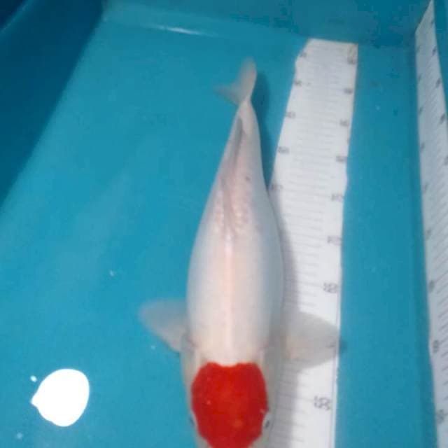 Tancho Doitsu..48cm