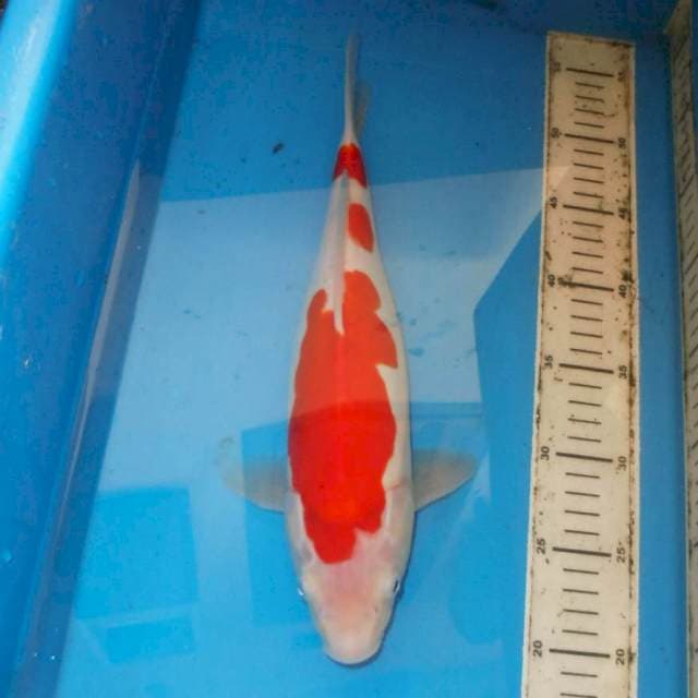 KOHAKU 