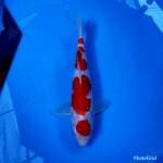 Kohaku maruten joss