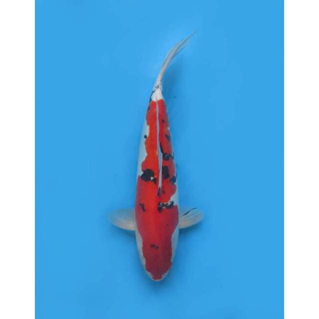 Red Sanke Doitsu Murni , Male - 38cm