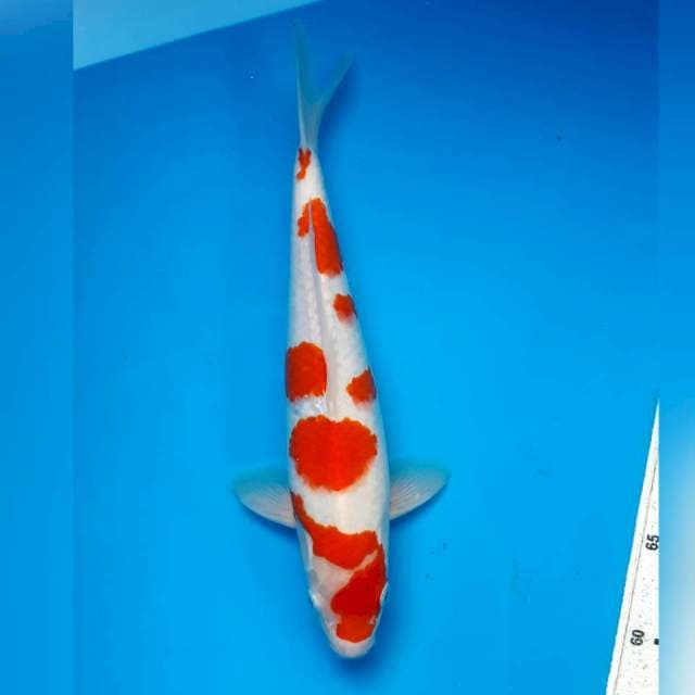 Kohaku jantan 30cm