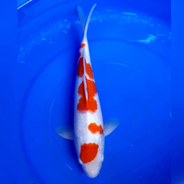 Kohaku jantan 34cm