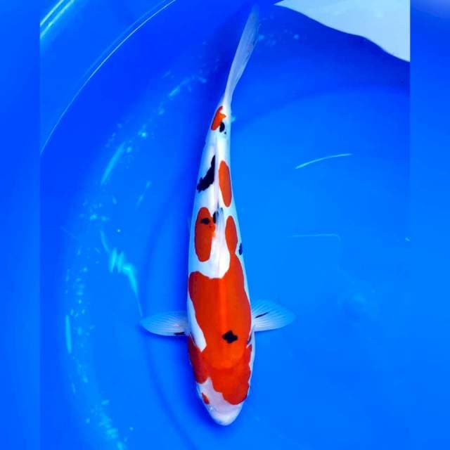 Sandan sanke doitsu 29cm