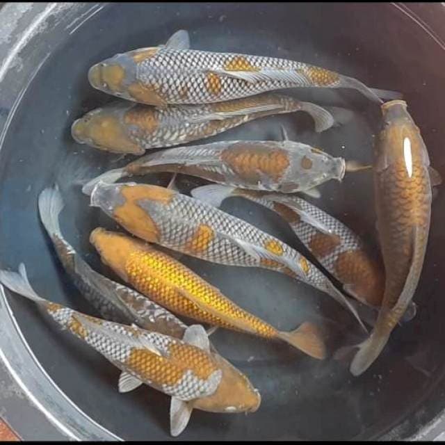 Mix kawarimono spesial 9ekor