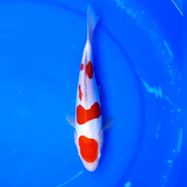 Kohaku doitsu 24cm