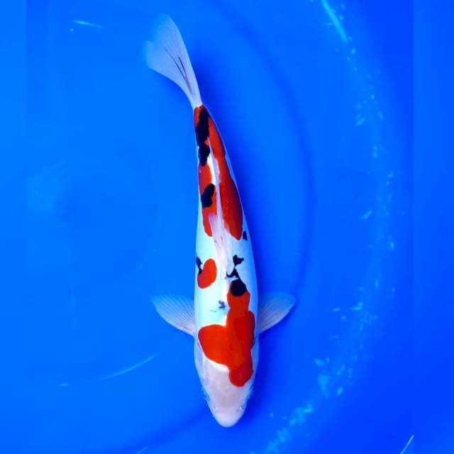 Sandan sanke male 27cm