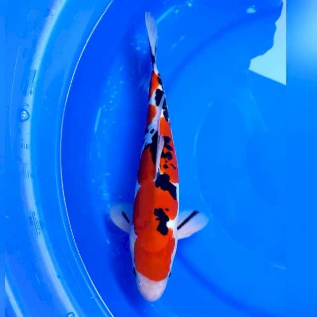 Sanke garang 29cm