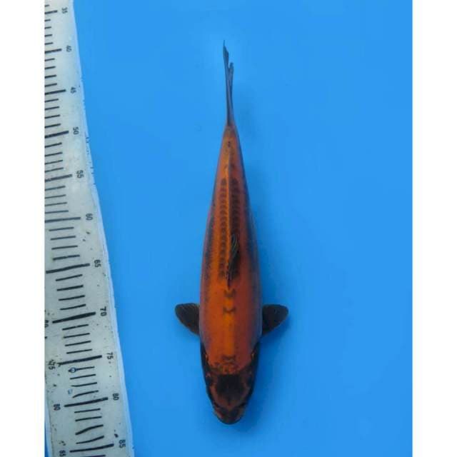 Super Kawarimono , 38cm
