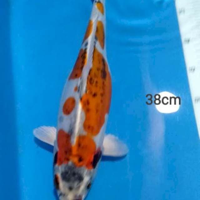 F38
