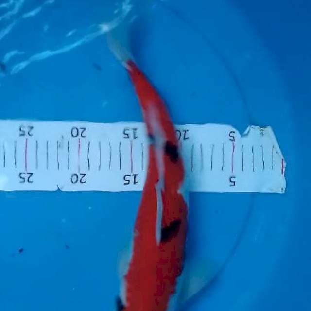 Sanke 38cm