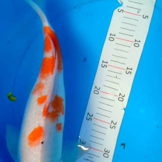 Kohaku 40 cm