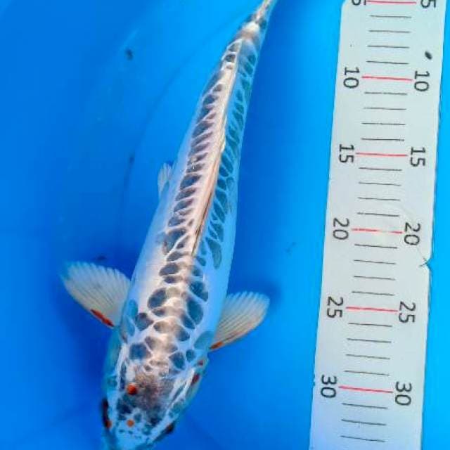 Antik 37cm