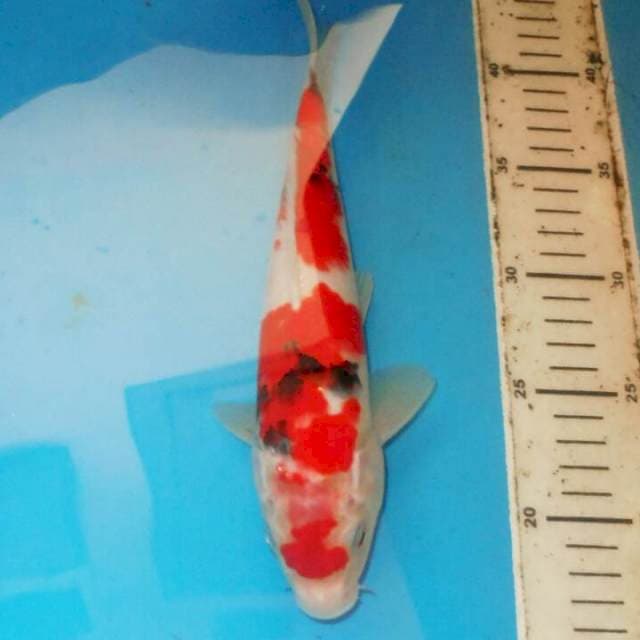 30cm SANKE 