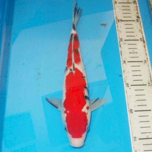 30cm SANKE OK