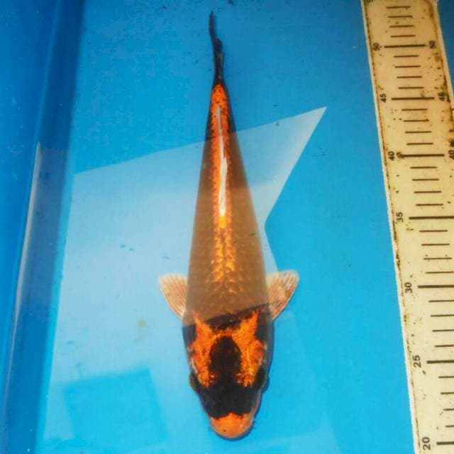 KABUTO