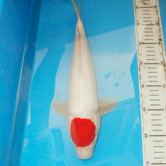 40cm ORIGINAL TANCHO