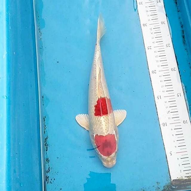 MARUTEN KUJAKU MERAH PROSPECT