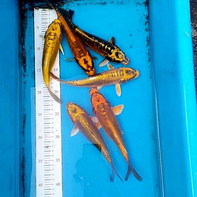 Paket kiko 6ekor