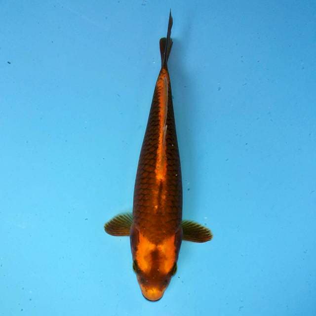 Bakat jumbo Kabuto 24cm