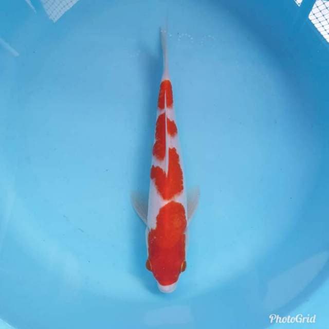 Kohaku high quality