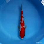 Kohaku high quality
