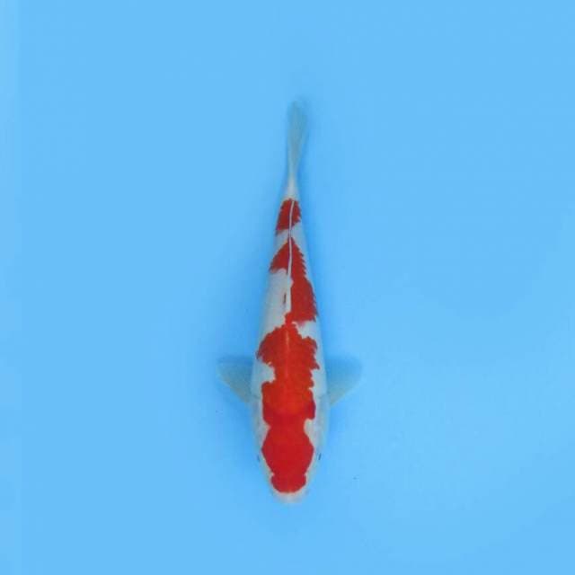 KOHAKU INAZUMA F1 30 CM