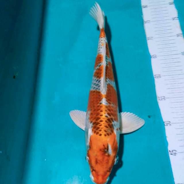 KOHAKU,36CM JUOSS..