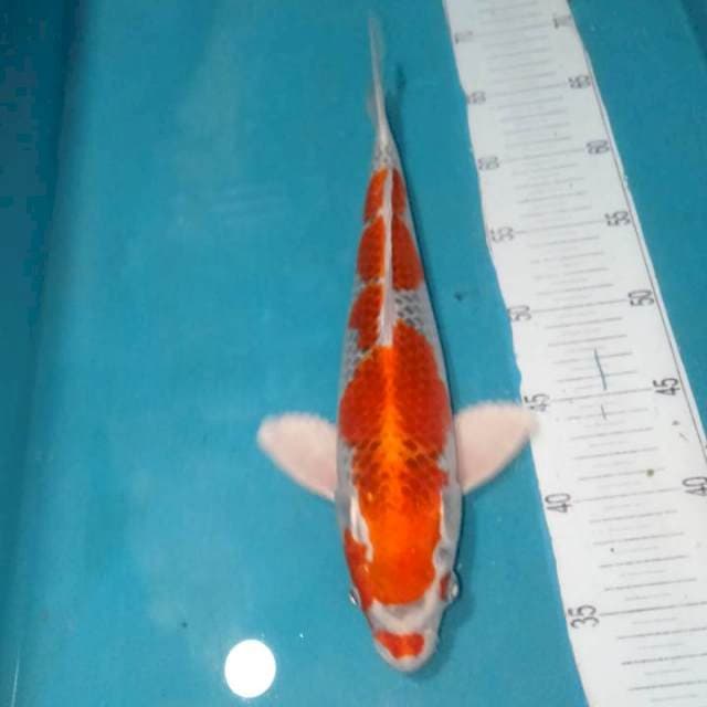 KOJAKU,,MALE 34CM