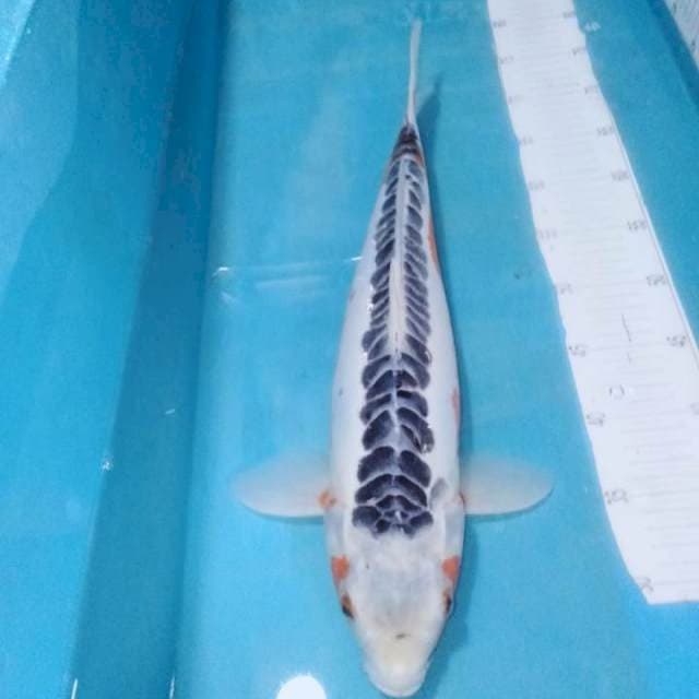 SHUSUI,,FEMALE 47CM