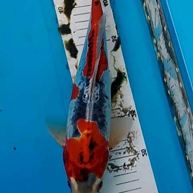 34cm BENI KIKOKURYU