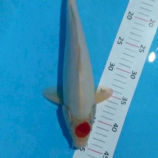 ## original tancho 34cm ##