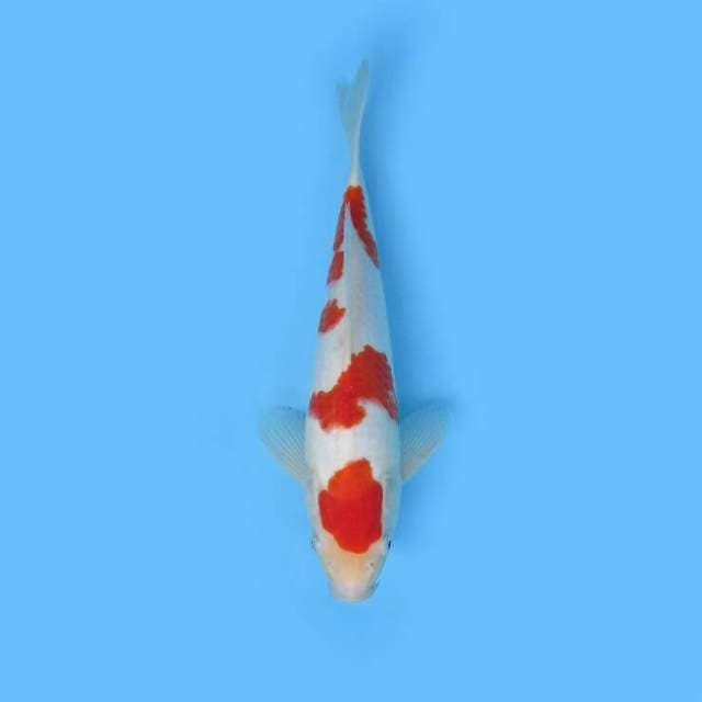 KOHAKU F1 CALON JUMBO 30 CM