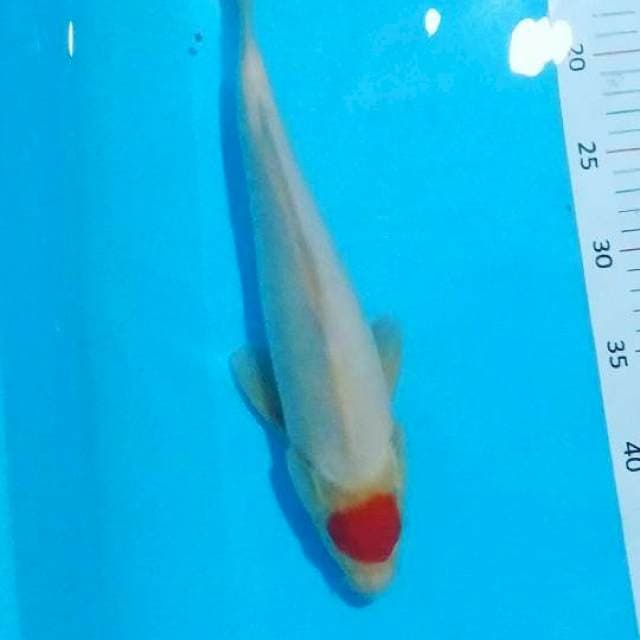 # tancho 31cm #