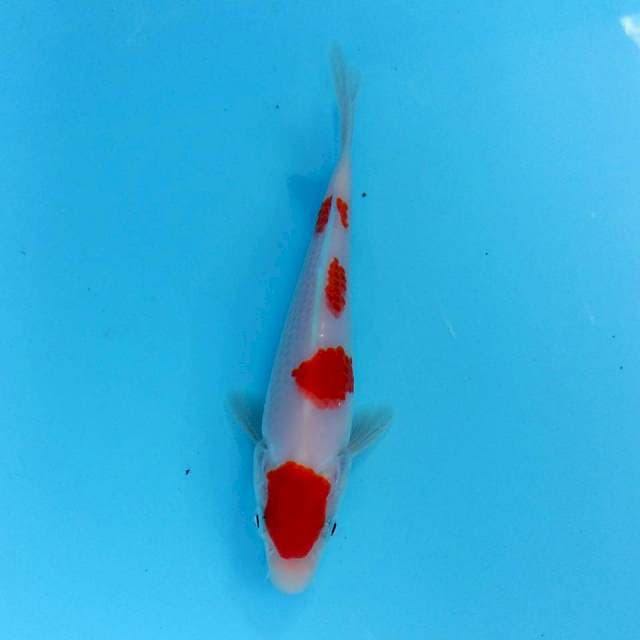Yondan kohaku original