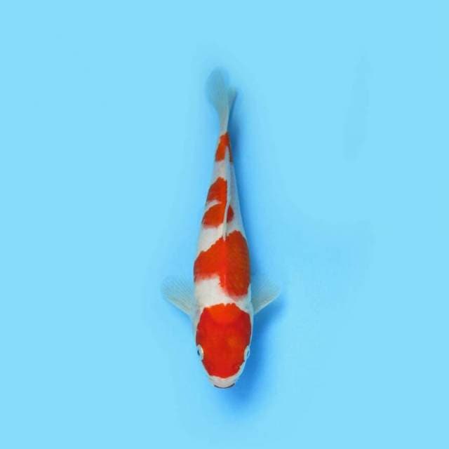 KOHAKU F1 GOOD PATTERN 29 CM